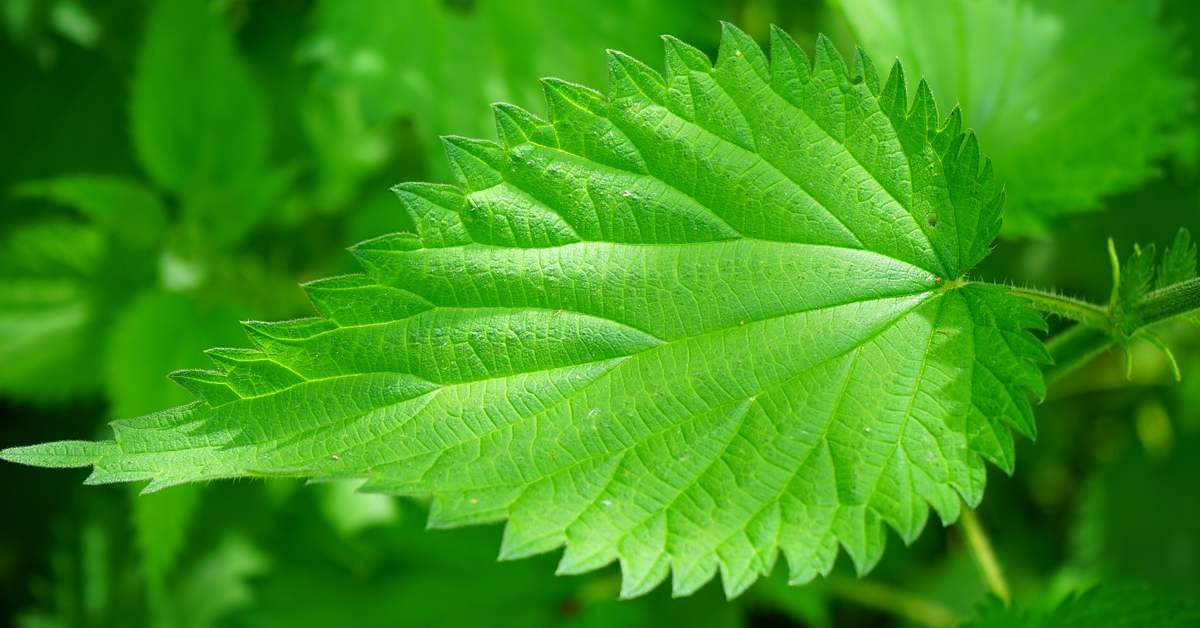  Krema za lice od koprive rešava sve tvoje probleme