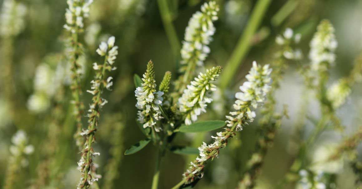  Kokotac za vene! Biljka poznata od davnina!