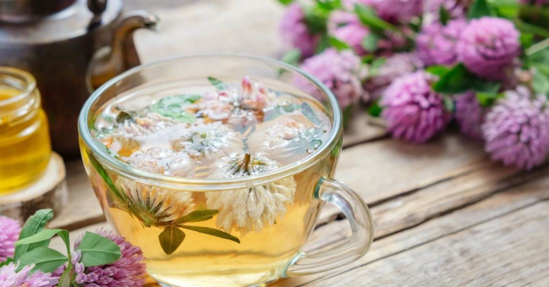 crvena detelina za rast grudi