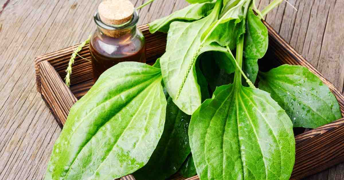  Bokvica za bubuljice, prirodni lek za problematičnu kožu!